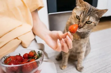 czego koty nie mogą jeść
