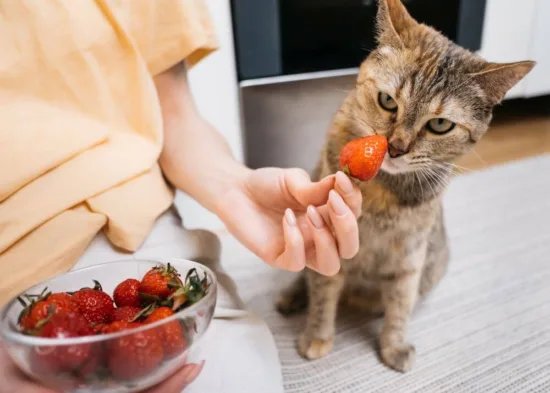 czego koty nie mogą jeść